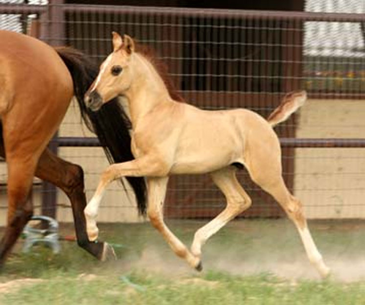 Azteca 1 - horse Breeds | ცხენის ჯიშები| cxenis jishebi