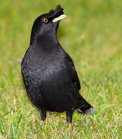 Crested Myna - Bird Species | Frinvelis jishebi | ფრინველის ჯიშები
