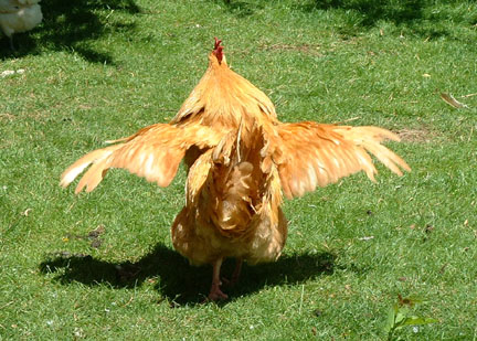 Orpington 3 - chicken Breeds | ქათმის ჯიშები | qatmis jishebi