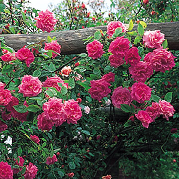 Zéphirine Drouhin - Rose Varieties | VARDI | ვარდი                                                                                                                