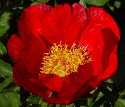 Cardinal's Robe -                                                                                                                 Peonies species| PIONI | პიონი