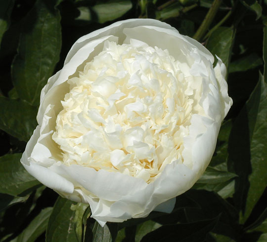 Charlie's White -                                                                                                                 Peonies species| PIONI | პიონი
