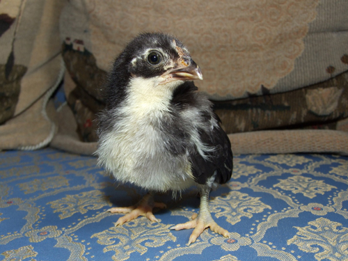 Rosecomb 1 - chicken Breeds | ქათმის ჯიშები | qatmis jishebi
