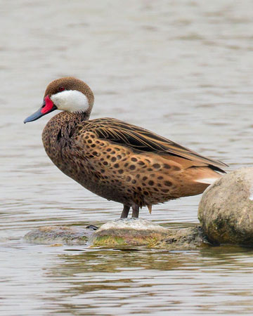 White-cheeked Pintail - Bird Species | Frinvelis jishebi | ფრინველის ჯიშები