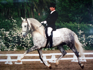 Lusitano 1 - horse Breeds | ცხენის ჯიშები| cxenis jishebi