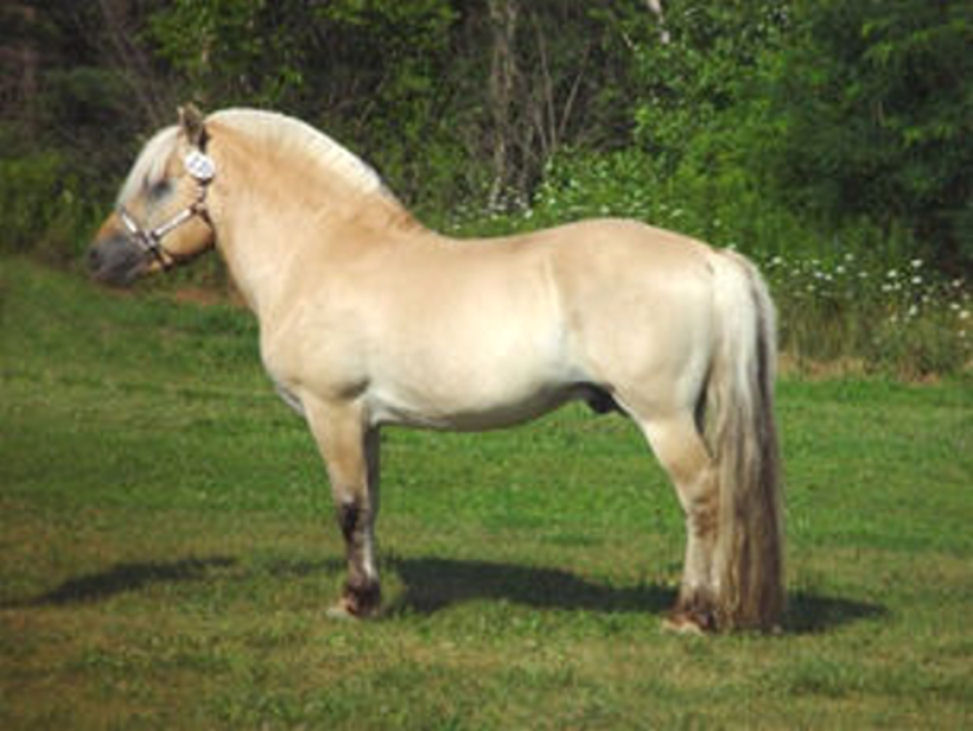 Fjord 1 - horse Breeds | ცხენის ჯიშები| cxenis jishebi
