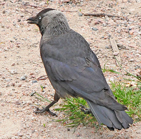 Eurasian Jackdaw - Bird Species | Frinvelis jishebi | ფრინველის ჯიშები
