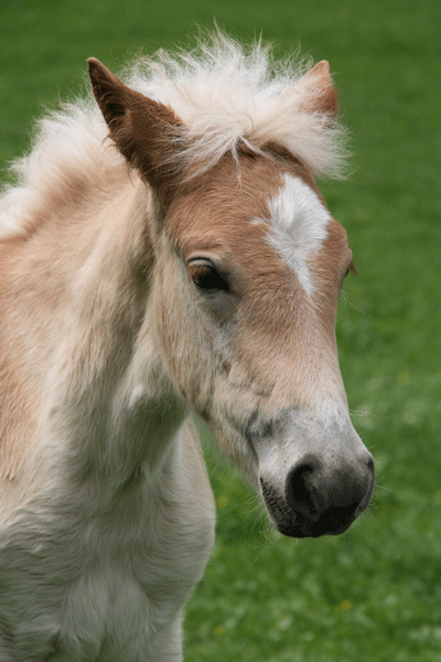 Haflinger 3 - horse Breeds | ცხენის ჯიშები| cxenis jishebi