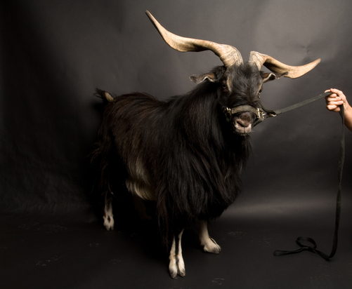 Arapawa Island goat - goats Breeds | txis jishebi | თხის ჯიშები