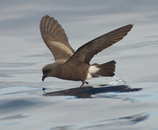 Fea's Petrel - Bird Species | Frinvelis jishebi | ფრინველის ჯიშები