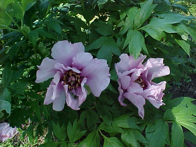 Anna Marie -                                                                                                                 Peonies species| PIONI | პიონი
