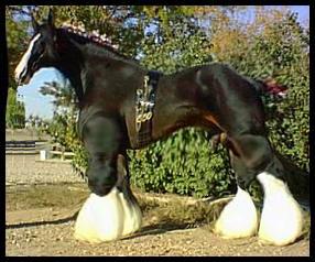 Shire 3 - horse Breeds | ცხენის ჯიშები| cxenis jishebi