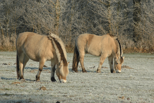 Fjord 3 - horse Breeds | ცხენის ჯიშები| cxenis jishebi
