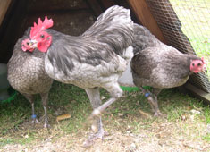 Langshan 2 - chicken Breeds | ქათმის ჯიშები | qatmis jishebi