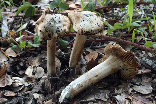 Inocybe corydalina - Fungi species | sokos jishebi | სოკოს ჯიშები