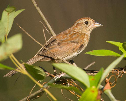 Bachman's Sparrow - Bird Species | Frinvelis jishebi | ფრინველის ჯიშები