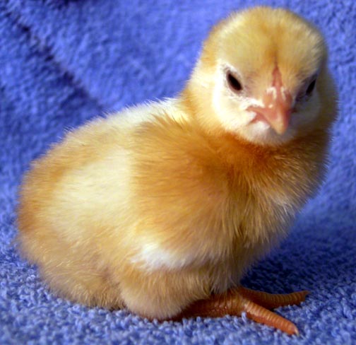 Cornish 1 - chicken Breeds | ქათმის ჯიშები | qatmis jishebi