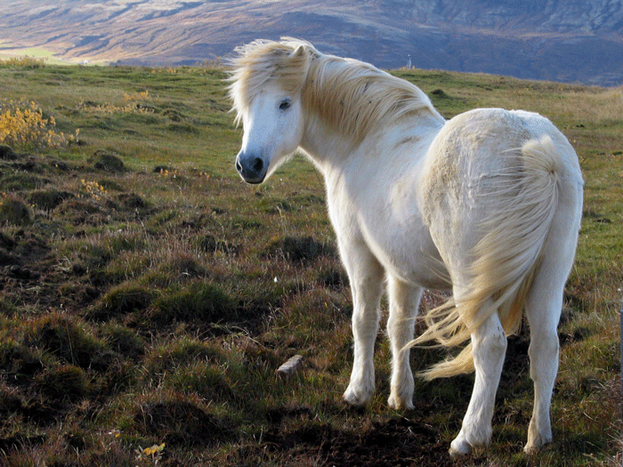 Icelandic 1 - horse Breeds | ცხენის ჯიშები| cxenis jishebi