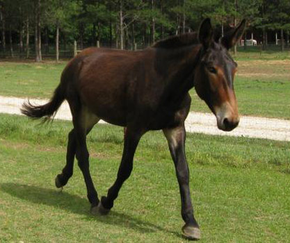 American Mammoth Jack - horse Breeds | ცხენის ჯიშები| cxenis jishebi