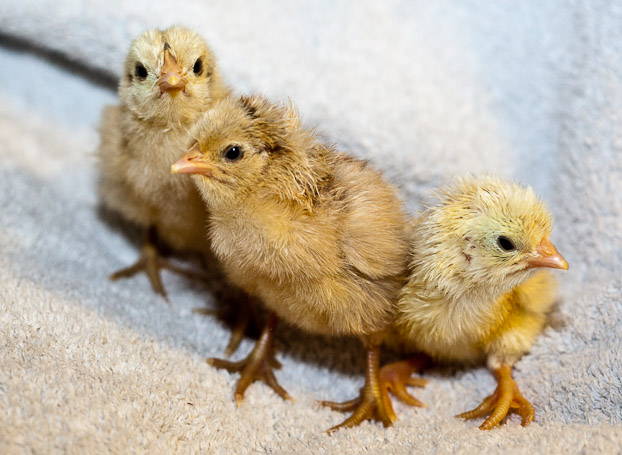 Penedesenca 1 - chicken Breeds | ქათმის ჯიშები | qatmis jishebi