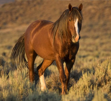 American Mustang - horse Breeds | ცხენის ჯიშები| cxenis jishebi