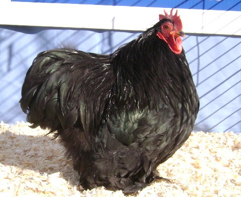 Langshan - chicken Breeds | ქათმის ჯიშები | qatmis jishebi