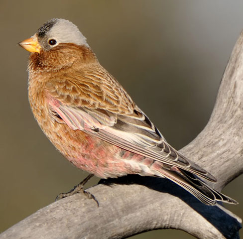 Gray-crowned Rosy-Finch - Bird Species | Frinvelis jishebi | ფრინველის ჯიშები
