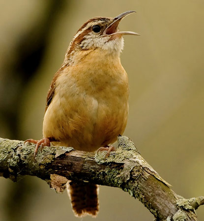 Carolina Wren - Bird Species | Frinvelis jishebi | ფრინველის ჯიშები