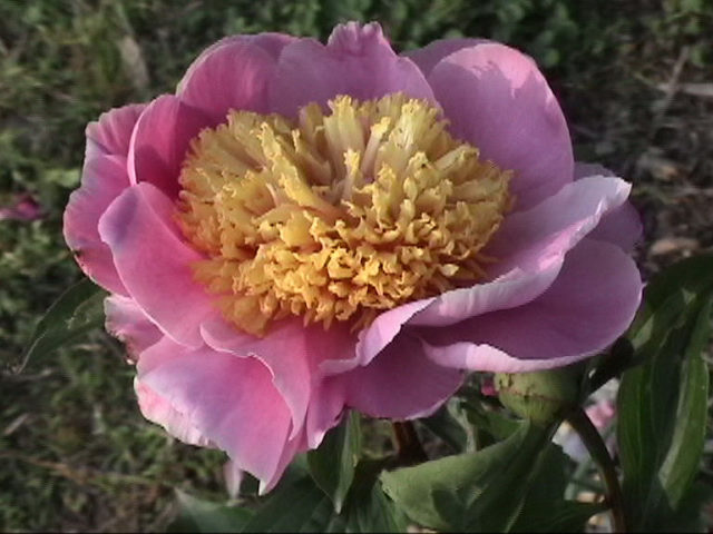 Alstead -                                                                                                                 Peonies species| PIONI | პიონი