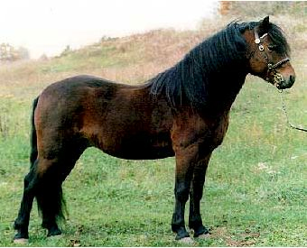 Dartmoor - horse Breeds | ცხენის ჯიშები| cxenis jishebi
