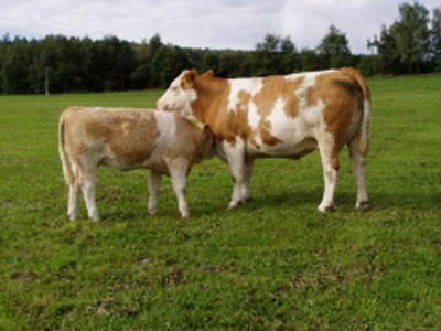 Beef simmental - COW BREEDS | DZROXIS JISHEBI | ძროხის ჯიშები