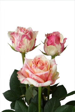 Fiesta - Rose Varieties | VARDI | ვარდი                                                                                                                