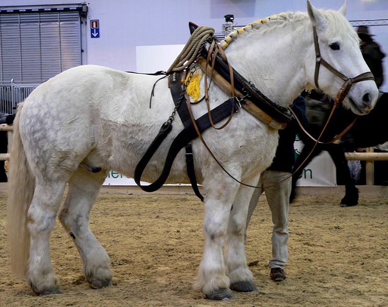 Percheron 2 - horse Breeds | ცხენის ჯიშები| cxenis jishebi