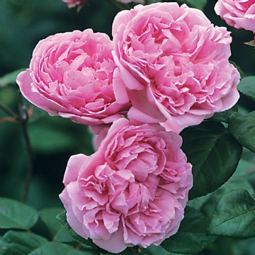 Bishop's Castle - Rose Varieties | VARDI | ვარდი                                                                                                                