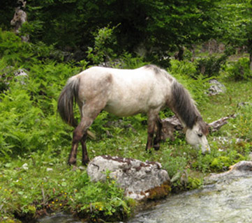 Albanian Horse - horse Breeds | ცხენის ჯიშები| cxenis jishebi