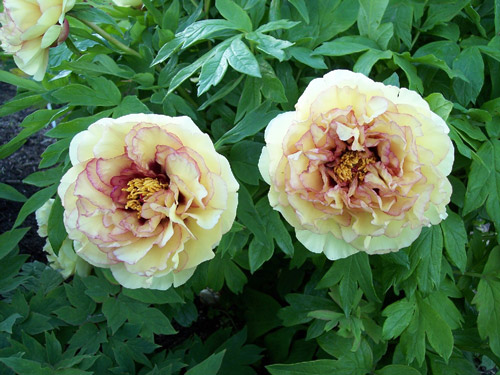 Demetra -                                                                                                                 Peonies species| PIONI | პიონი