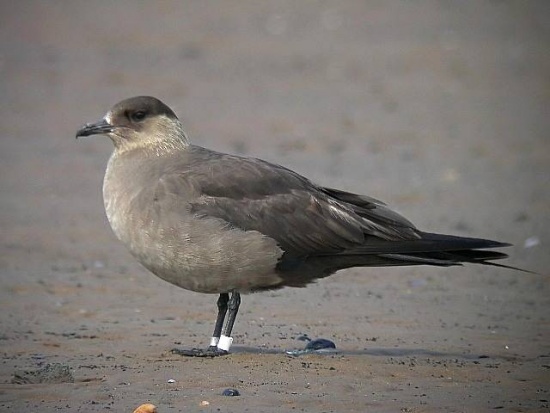 Parasitic Jaeger - Bird Species | Frinvelis jishebi | ფრინველის ჯიშები
