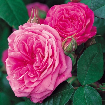 Gertrude Jekyll - Rose Varieties | VARDI | ვარდი                                                                                                                