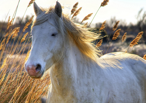 Camargue - horse Breeds | ცხენის ჯიშები| cxenis jishebi