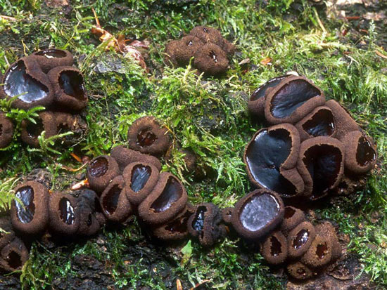 Bulgaria inquinans - Fungi species | sokos jishebi | სოკოს ჯიშები