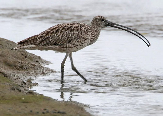 Far Eastern Curlew - Bird Species | Frinvelis jishebi | ფრინველის ჯიშები