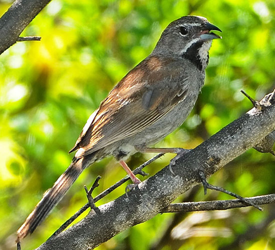 Five-striped Sparrow - Bird Species | Frinvelis jishebi | ფრინველის ჯიშები