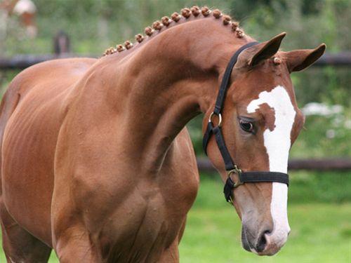 Gelderlander 3 - horse Breeds | ცხენის ჯიშები| cxenis jishebi