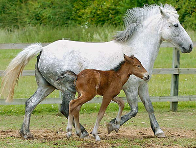 Eriskay 3 - horse Breeds | ცხენის ჯიშები| cxenis jishebi