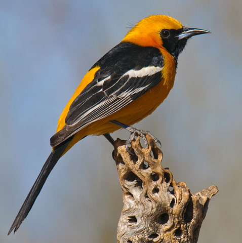 Hooded Oriole - Bird Species | Frinvelis jishebi | ფრინველის ჯიშები
