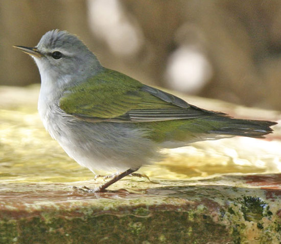Tennessee Warbler - Bird Species | Frinvelis jishebi | ფრინველის ჯიშები