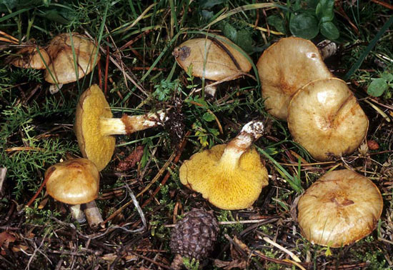 Suillus umbonatus - Mushroom Species Images