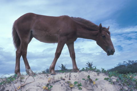 Brumby 2 - horse Breeds | ცხენის ჯიშები| cxenis jishebi