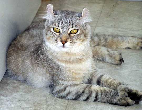 Highlander 3 - cat Breeds | კატის ჯიშები | katis jishebi