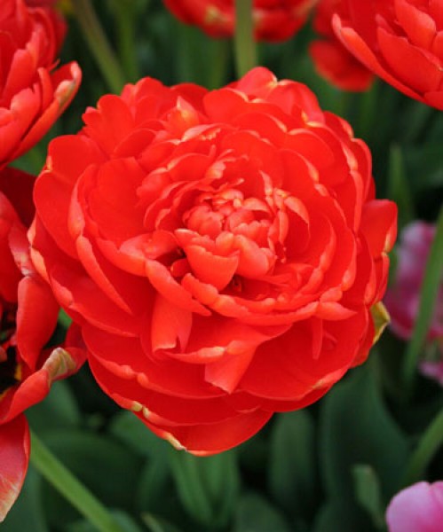 Miranda -                                                         Species Tulip| TITA | ტიტა                                                        